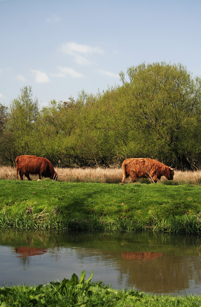 Highland Cattle Highland Cattle grazing in Shalford Meadow… Flickr