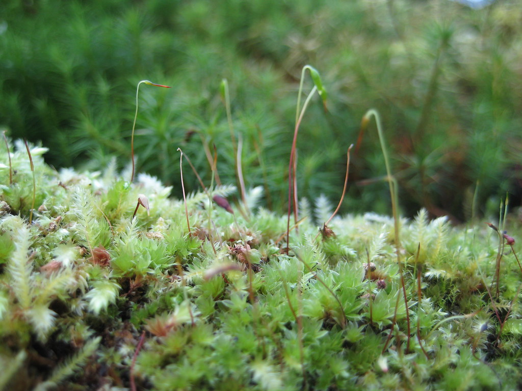 in the realm of the carnivorous plants this is moss. ilked… Flickr