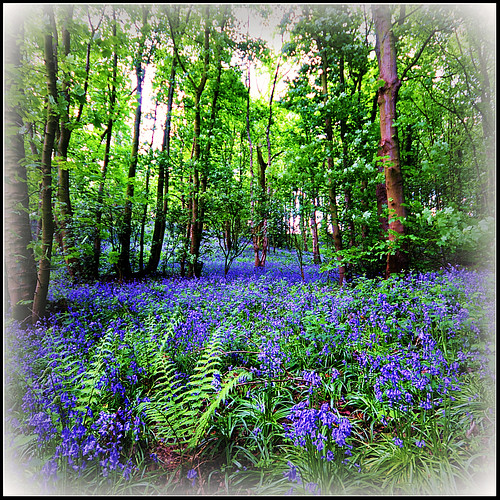 Bluebell Wood..Madeley..Cheshire..England Graham Davies Flickr