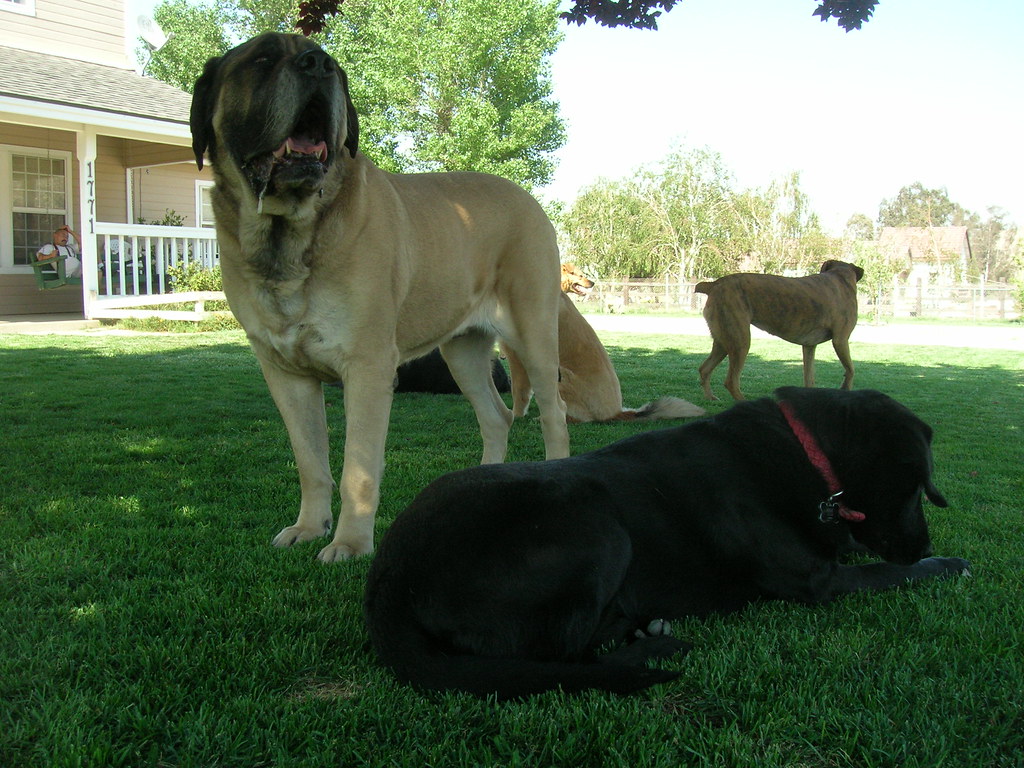 DSCN4021 Lucky Dog Ranch Flickr