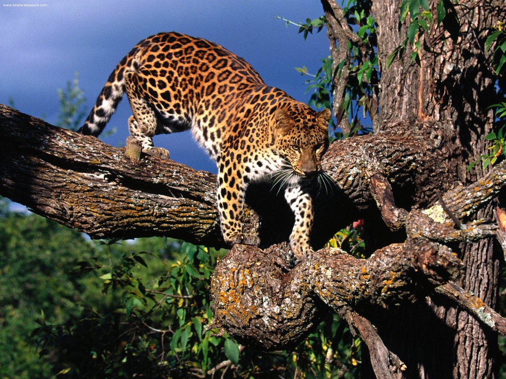 Tree Climber Amur Leopard Credit Flickr