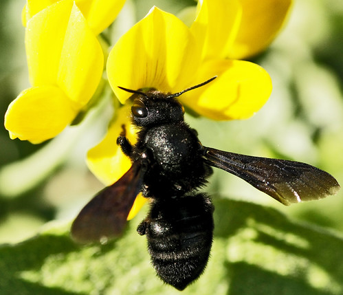 Blackbee | avi ben zaken | Flickr