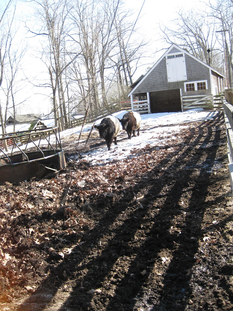 Aldermere Farm Rockport, Maine. Belted Galloways, also kno… Flickr