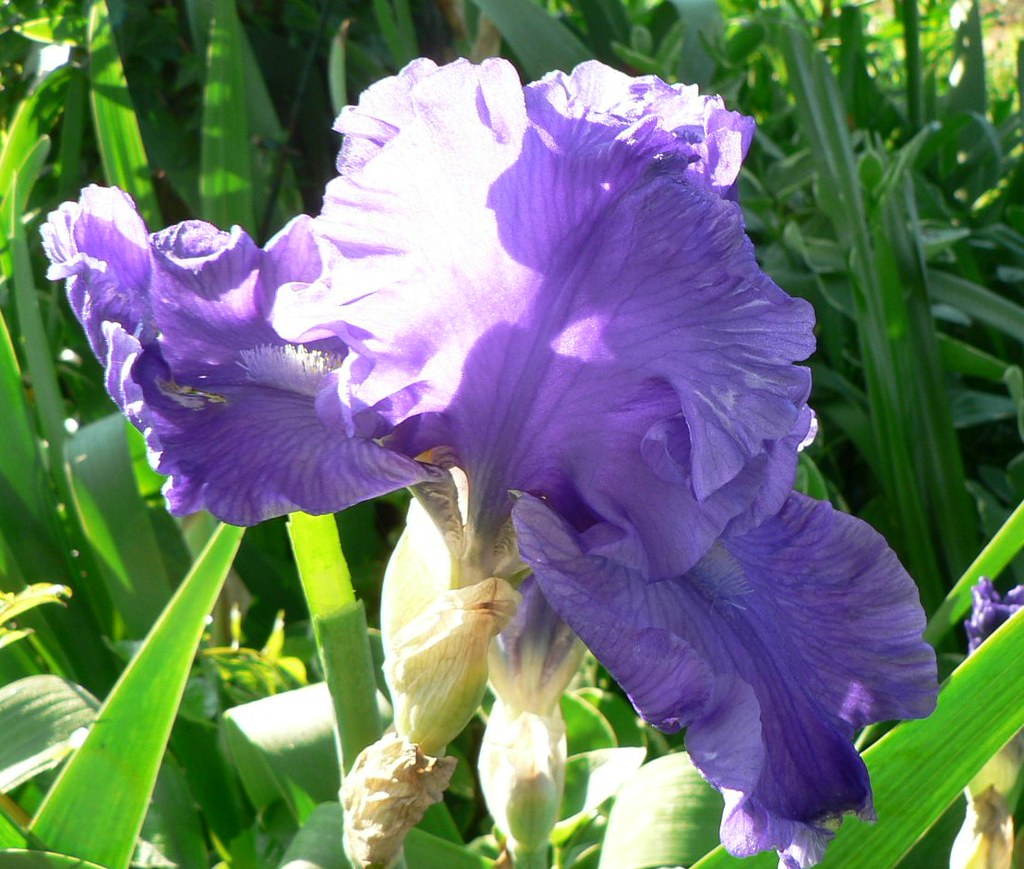 frilly Iris this purple Iris didnt bloom for me last year,… Flickr