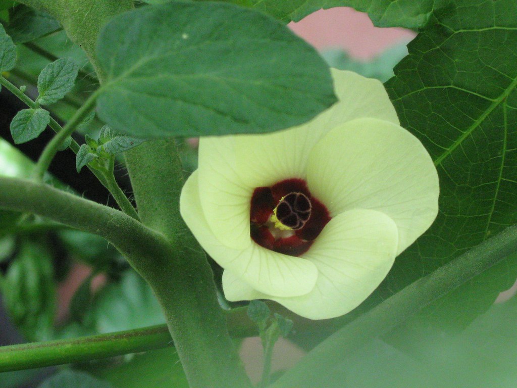 Okra flower who knew that okra had such a beautiful flower… kathryn