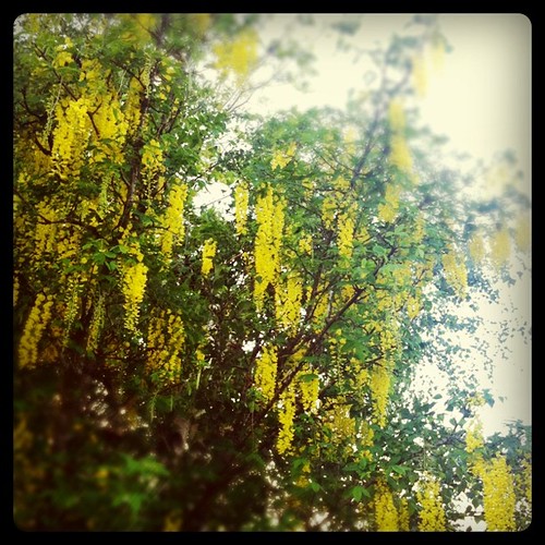 The golden chain tree Shelley Mags Flickr