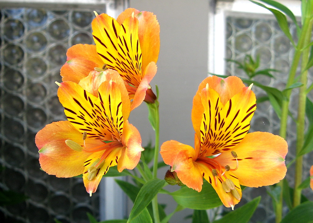 Tiger Lilies in Carmel by the Sea Don DeBold Flickr