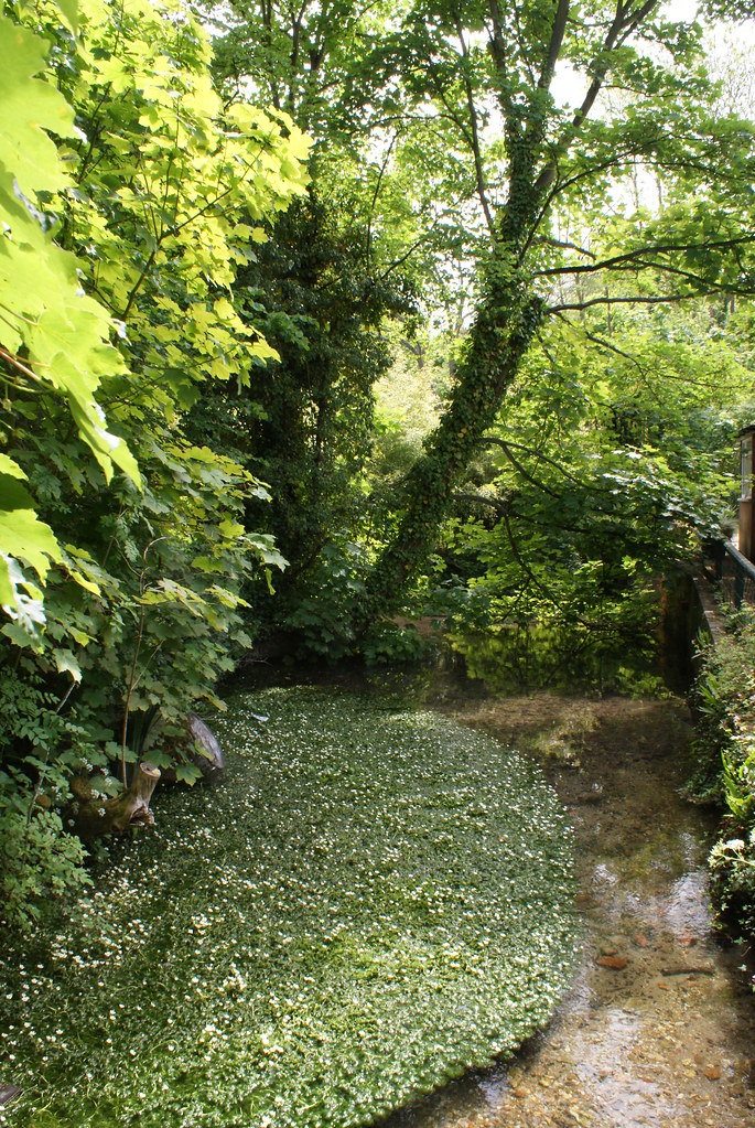 Wendover, Bucks. 21.05.09. Ron Adams Flickr