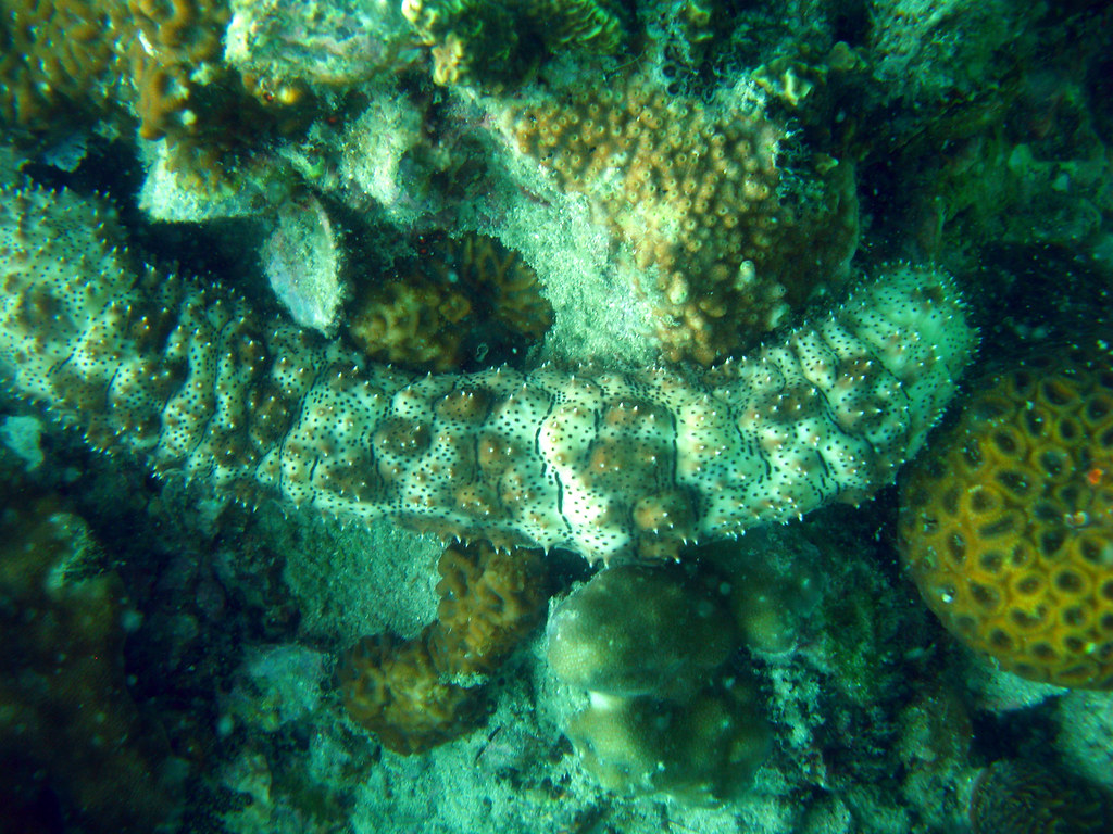 sea cucumber Koh Chang Diving 2009 this creature looks lik… Flickr