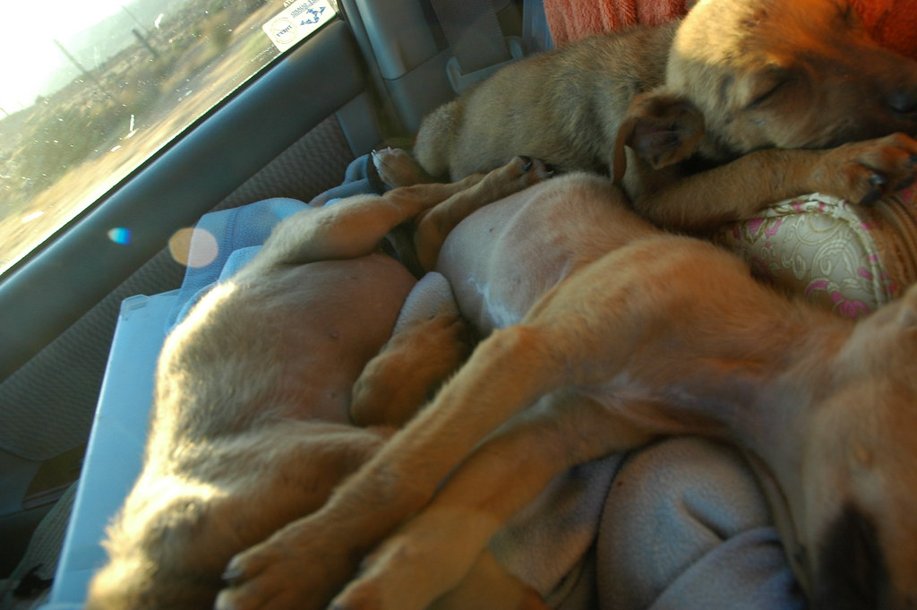 3 Sleepy puppies in transport, front seat, to the next hot… Flickr