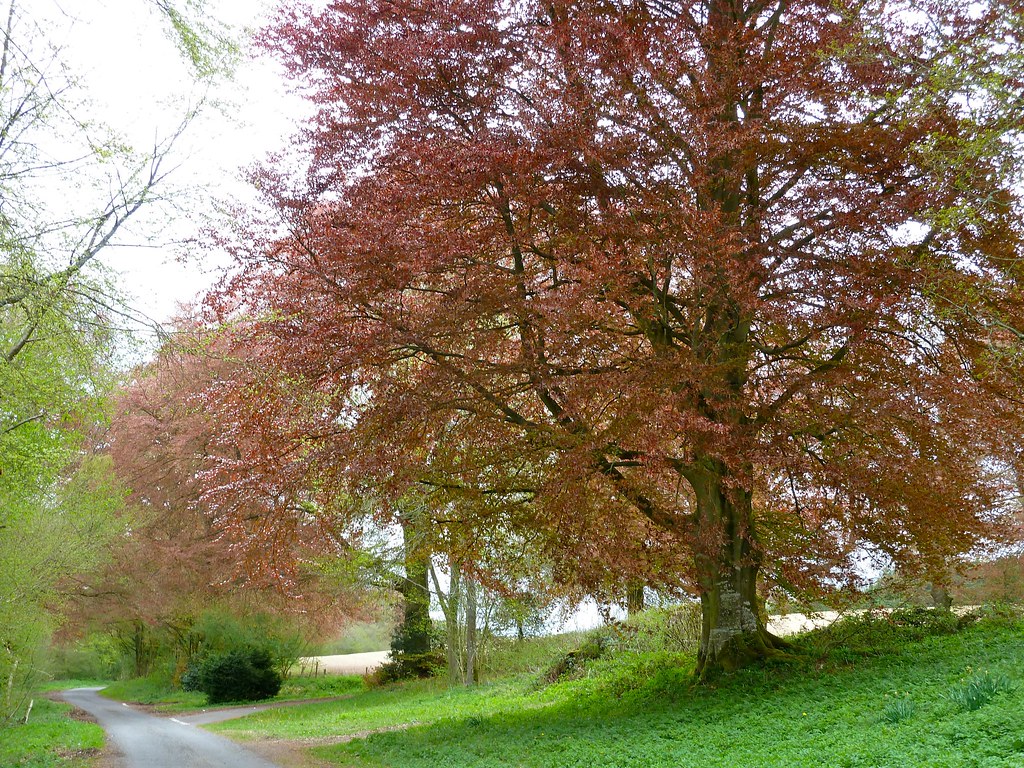 The Trees of Brockwood Copper Beeches (89/365) Duncan Toms Flickr