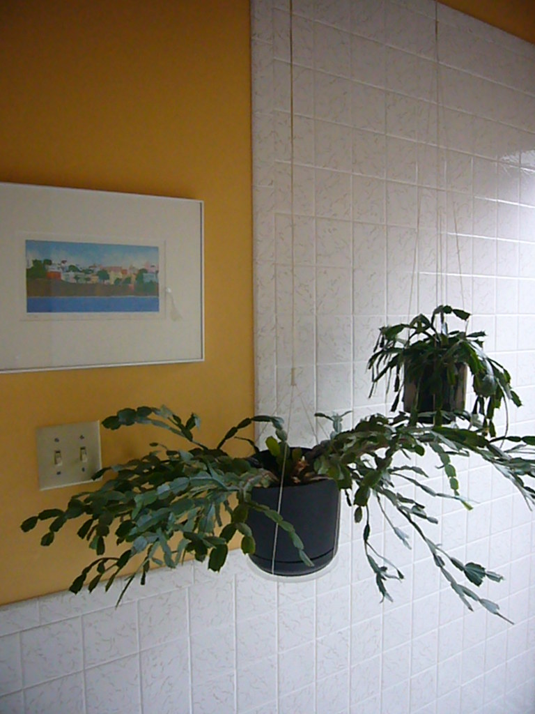 Hanging Plants in Shower MidCentury Modern Rummer Homes T… Flickr