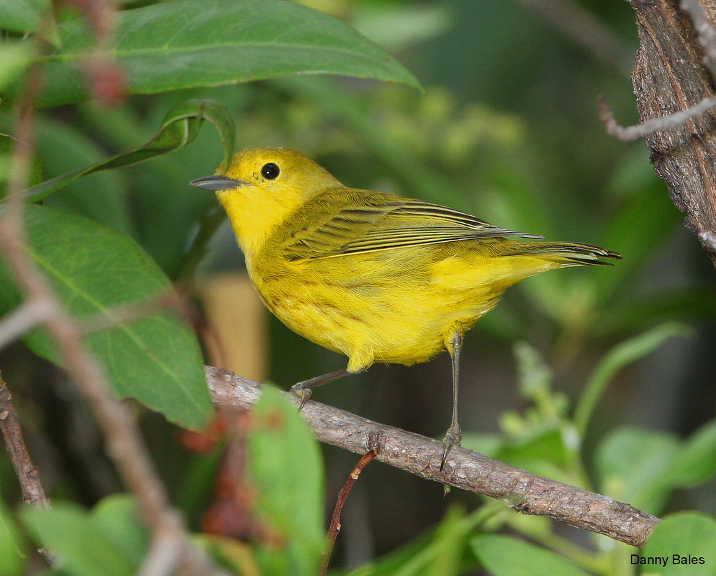 GOLDEN YELLOW WARBLER 9102 Danny Bales Flickr