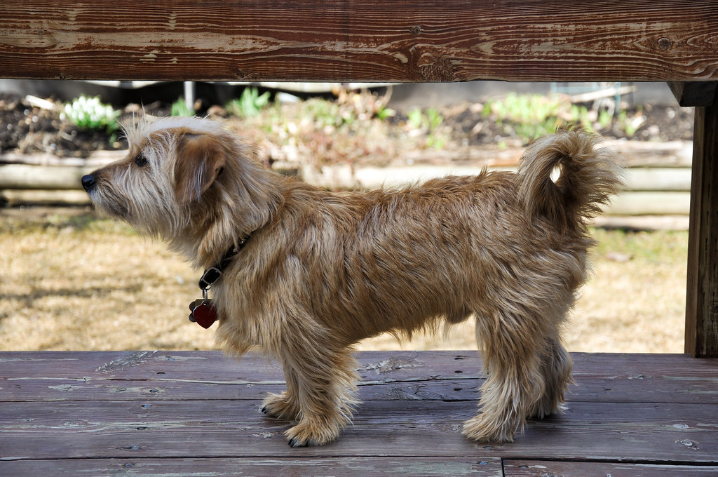 Maltese Mix Breeds 26 of the Most Popular Mixes (w/ Pictures)