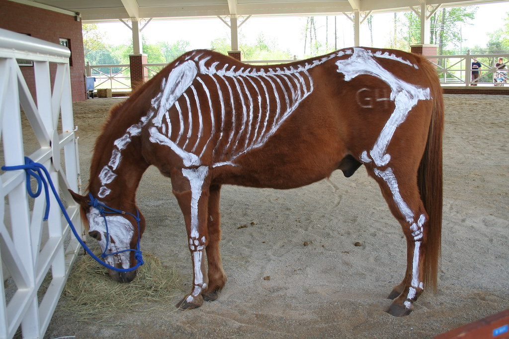 Auburn Vet School Open House At the AU vet school every ye… Flickr