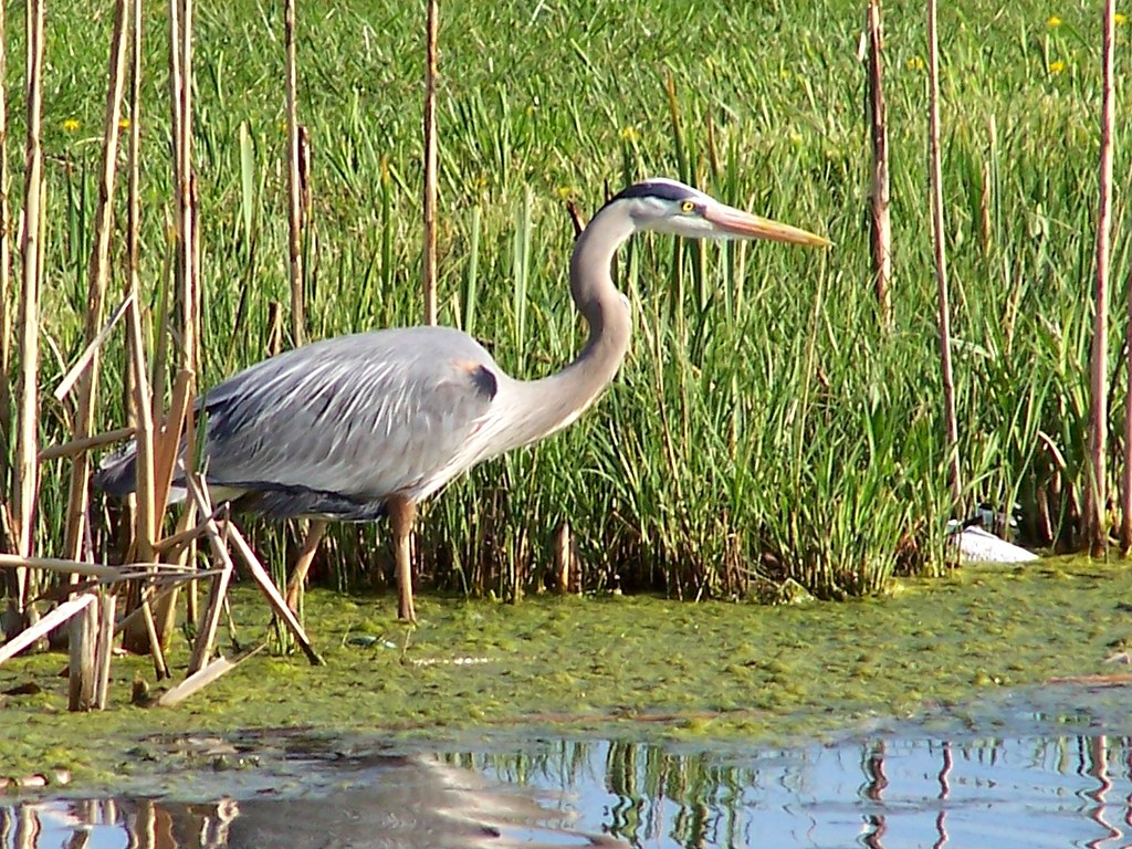 Blue Herring Mission Little Lake Horton, Kansas farmgalkansas Flickr