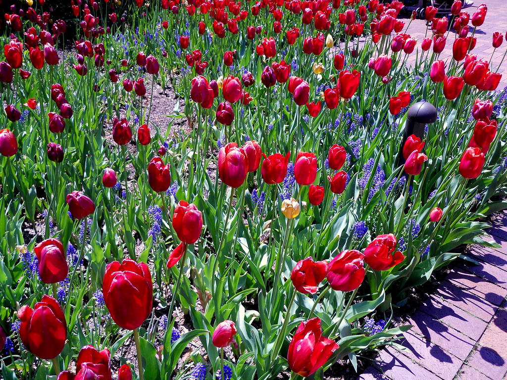 What flower grows between your nose and your chin? Flickr