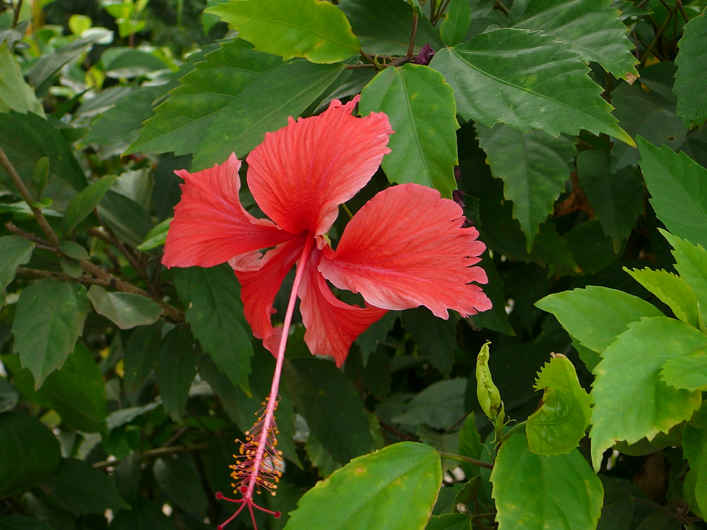 Panama 026 Flower in Panama vickievilla Flickr