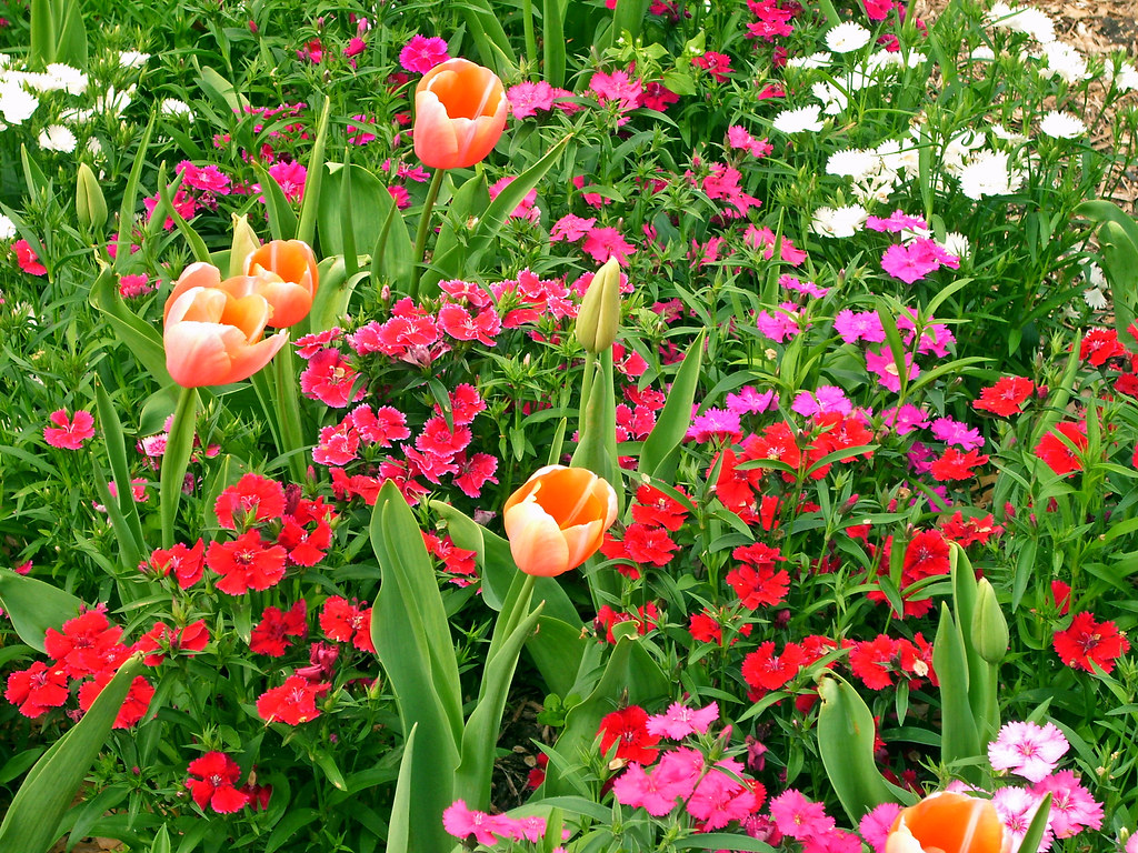 Flowers in Bloom, Ft. Worth Botanical Garden I went to the… Flickr