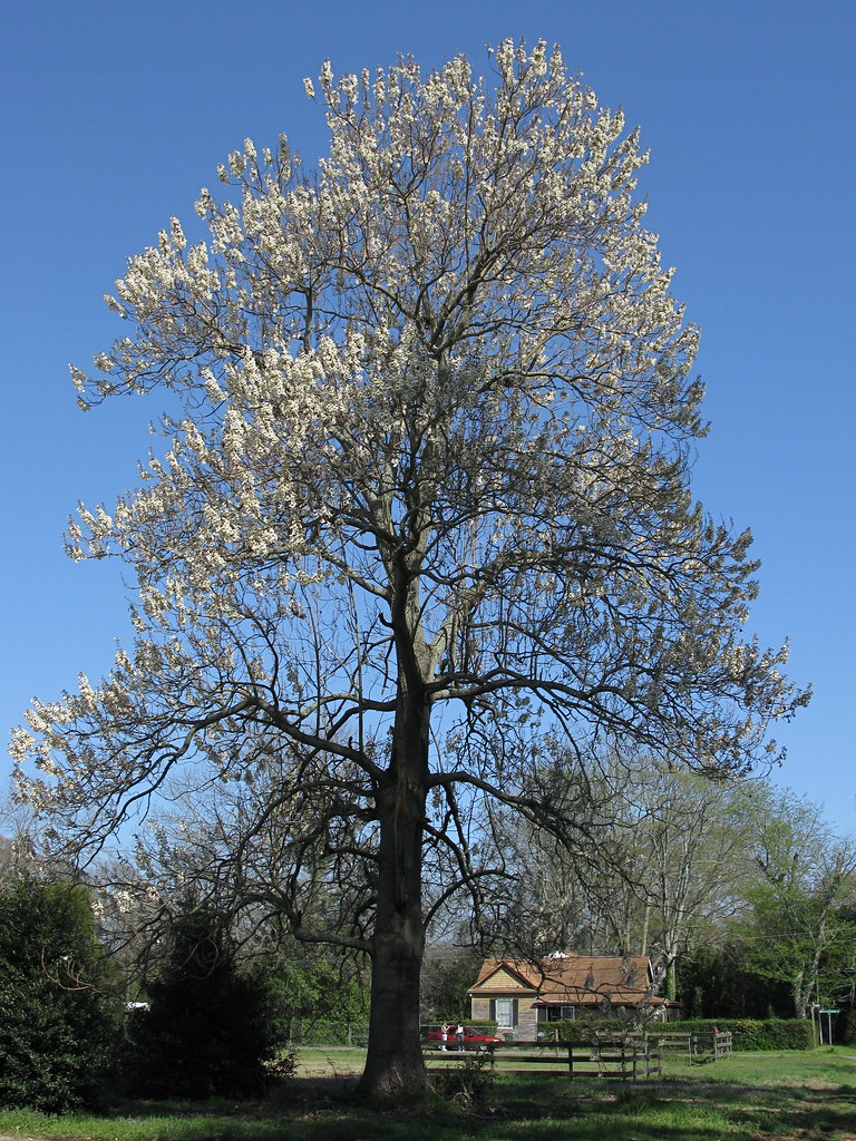 IMG_5598 Royal Empress Tree in Full Bloom (Paulownia tomen… Flickr