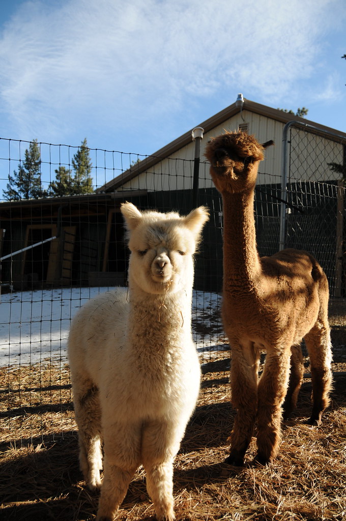 Alpaca Farm Colorado, 2008 Alison Mesinger Flickr