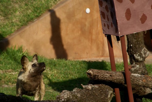 Houston Zoo Photo Day Wild Dogs Playing African Wild Dog … Flickr