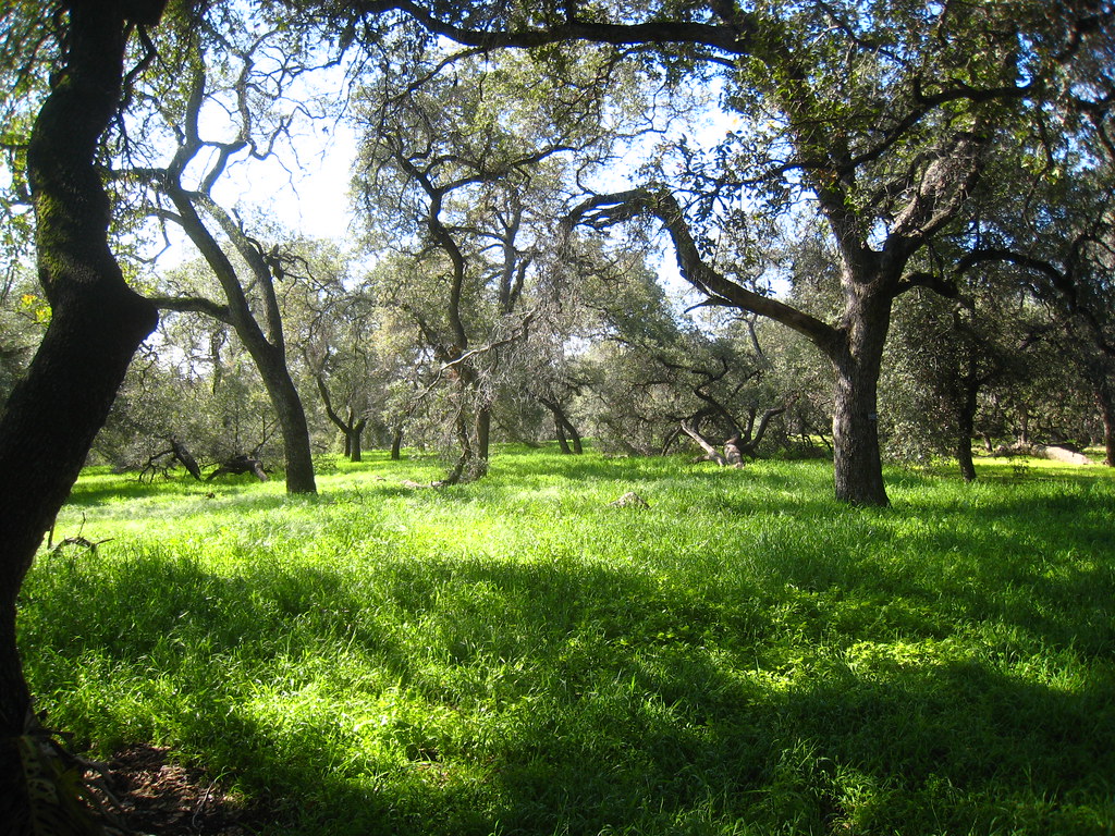 Oak Forest Oak forest at Los Angeles County Arboretum Chris M Morris Flickr