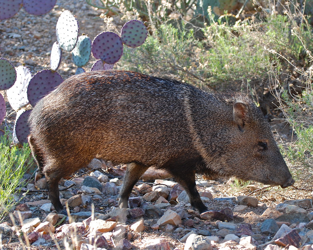 Javelina on the trail in a herd of about 20 animals passin… Flickr