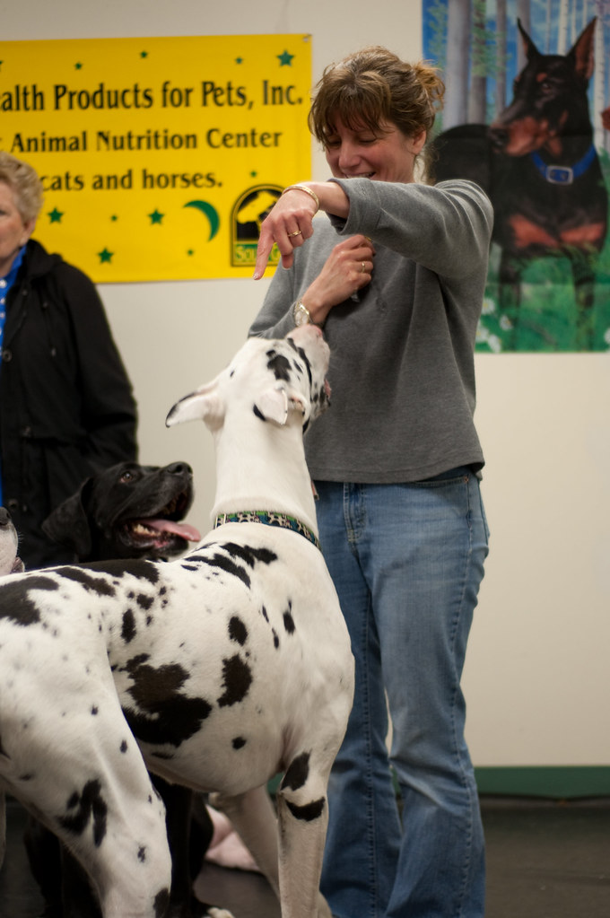 _DSC2402 Above & Beyond Great Dane Rescue Flickr