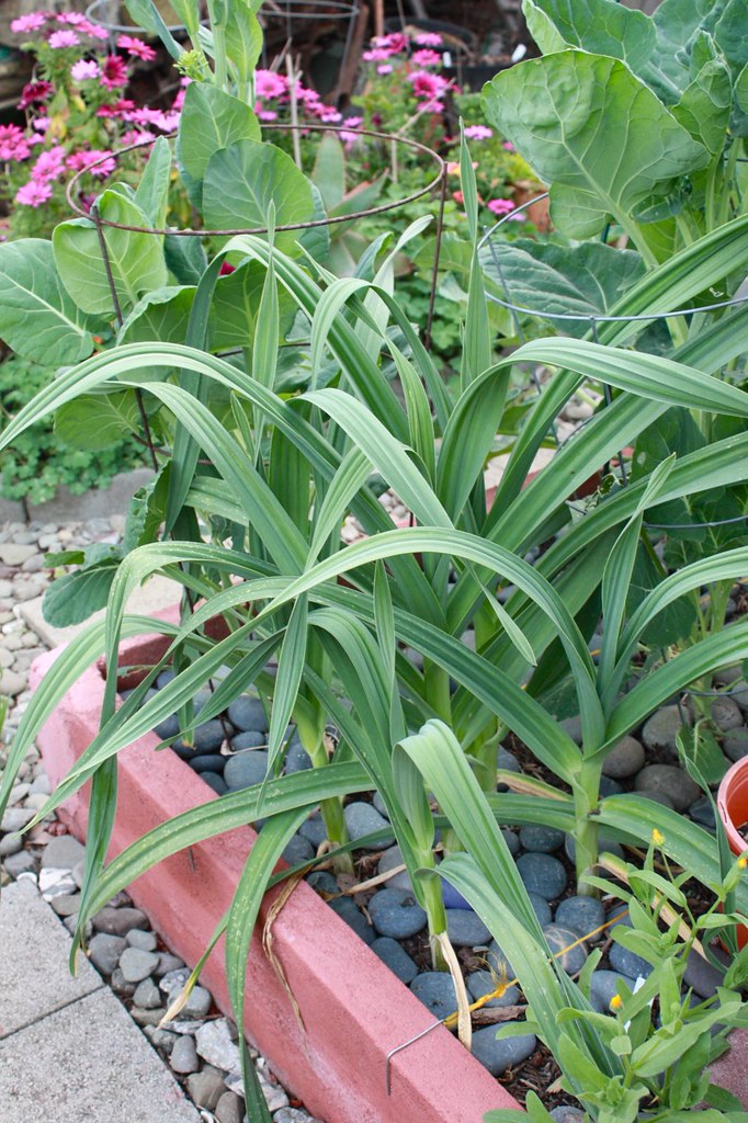 Elephant Garlic Progress Flickr