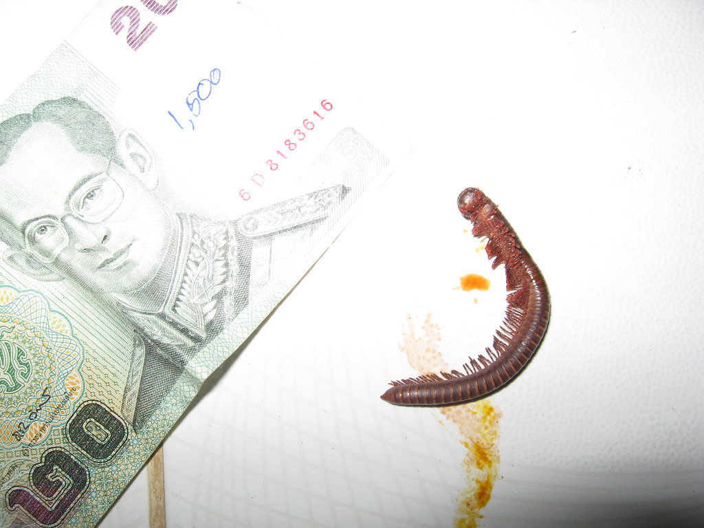 A red centipede Kat.in.Korea. Flickr