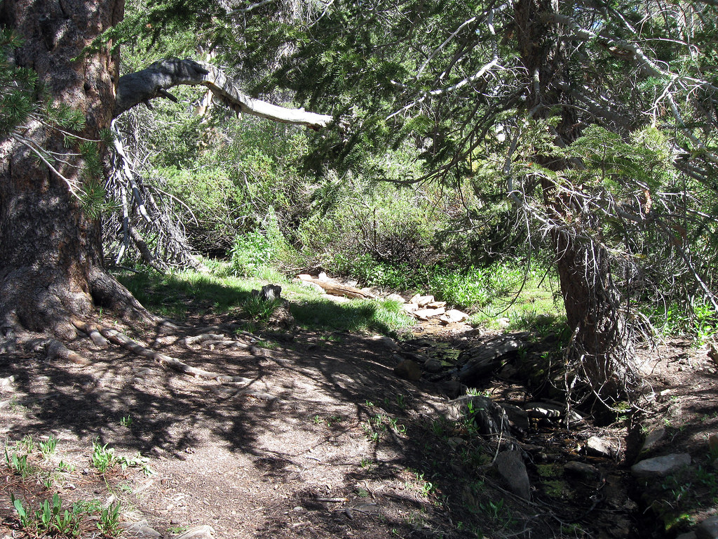 Lodgepole Spring Lodgepole spring, near Dry Lake, is typic… Flickr