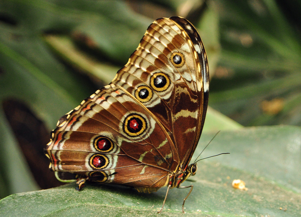Blue Morpho Morpho peleides This Blue Morpho butterfly h… Flickr