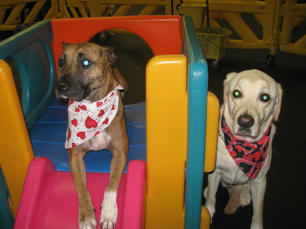 vday 2009 019 Ohana Doggie Day Care Flickr