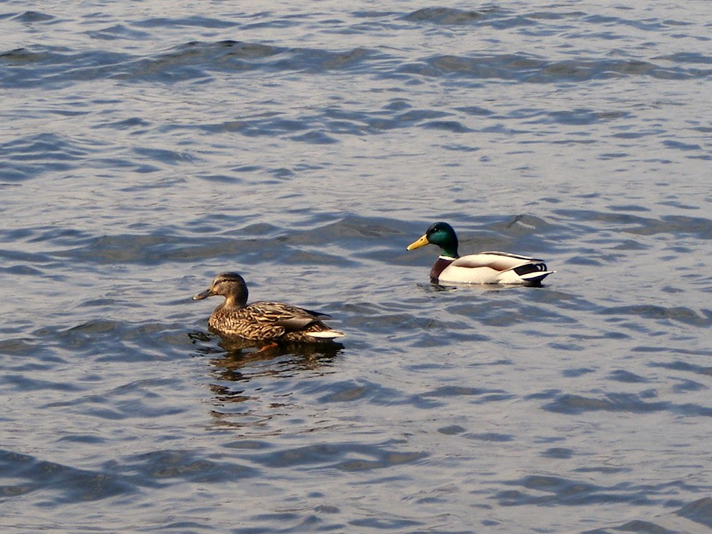 Ducks Mallards on Grasmere lake McCann Photography Flickr