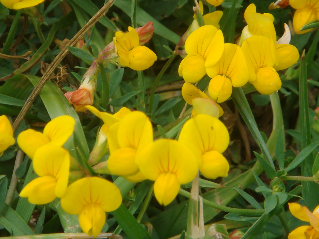 06150911 Little yellow flowers in the grass 6/15 annie* Flickr