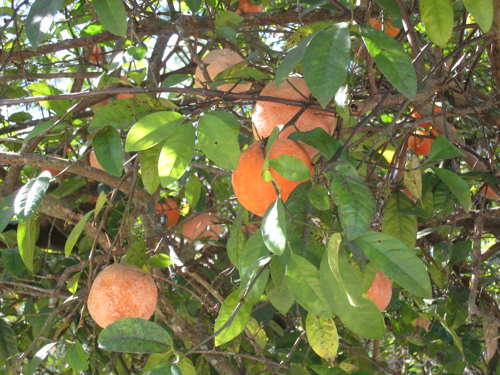Shingle Creek Regional Park Florida oranges! Experience Kissimmee Flickr