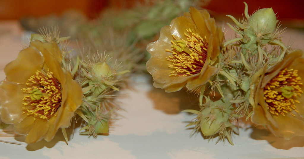 Glass Flowers Yellow Cactus Blooms The Blascka glass flow… Flickr
