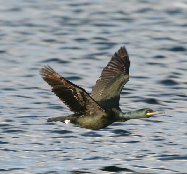 Fly PastShag To show the difference between a cormorant a… Flickr
