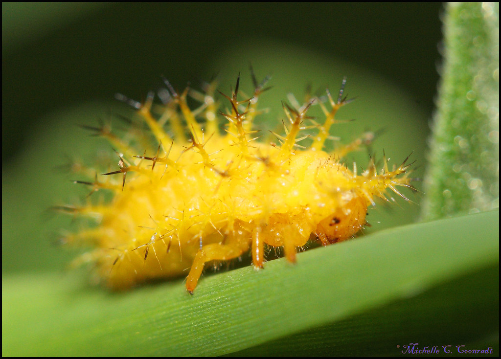 Squash Lady Beetle larvae It was just so adorable! But its… Flickr