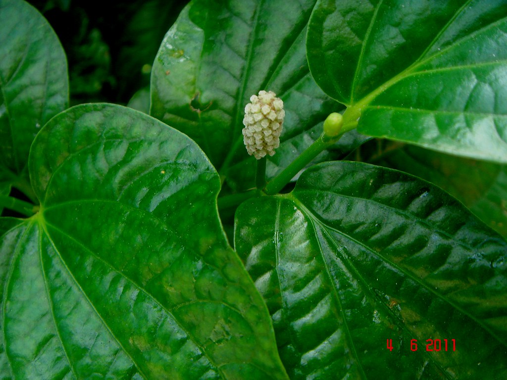 Daun Kaduk Scientific Name Zz plant, eternity plant, fat