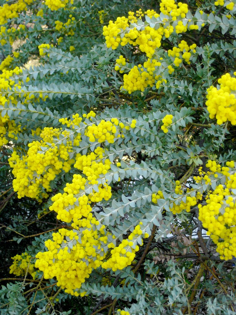 Knifeleaf Wattle Knifeleaf Wattle (Acacia, Australia) Ja… Flickr