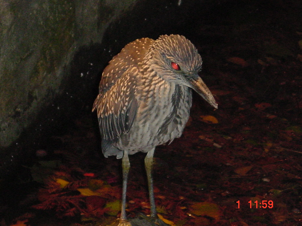 Alamo Bird night time bird!! jewelz_vette Flickr