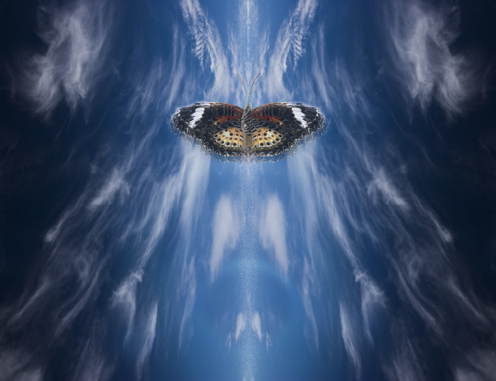 50709_Butterfly Effect Our camera club recently sponsored … Flickr