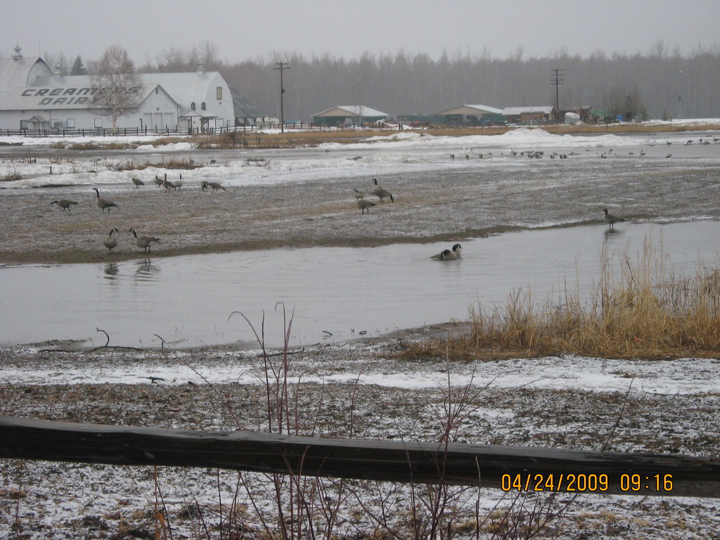 Near the Fairbanks Daily News Miner Arctic Cam April 2009 Flickr