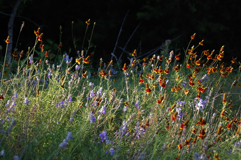 Wildflowers Fredericksburg A beautiful patch of wildflow… Flickr