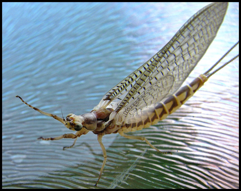 Shad Flies AKA Fish Flies Sue Thompson Flickr