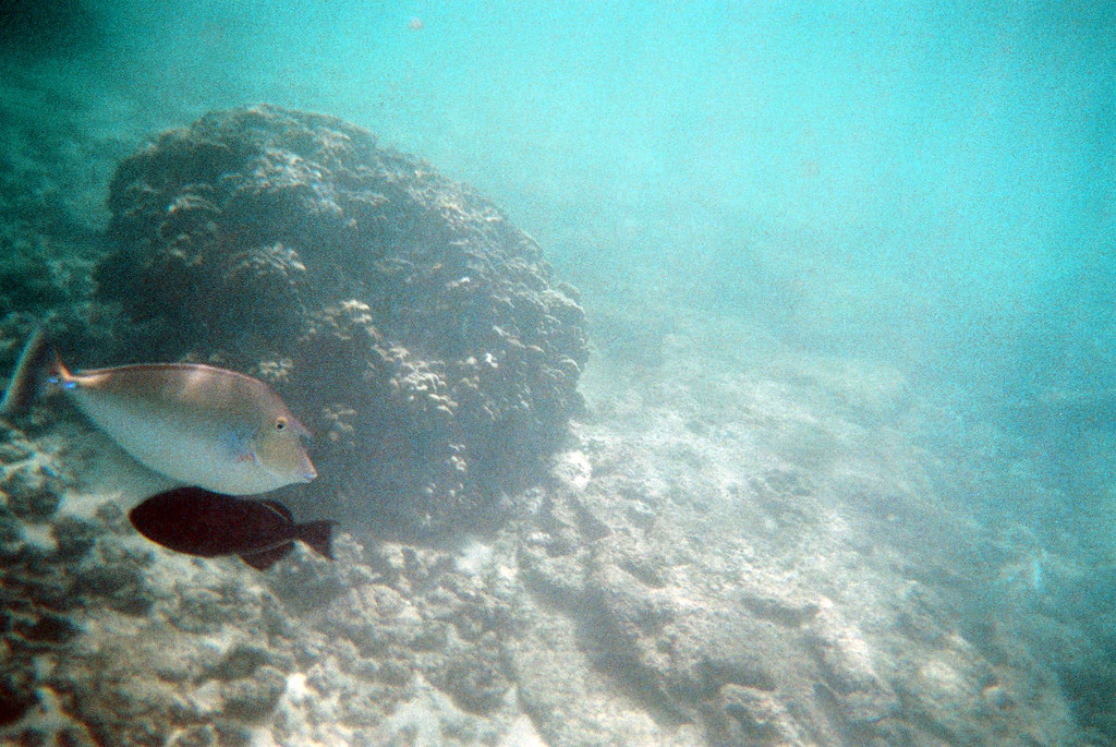 F1000018 Snorkeling at Lawai beach on Kaua'i Mike Yacullo Flickr
