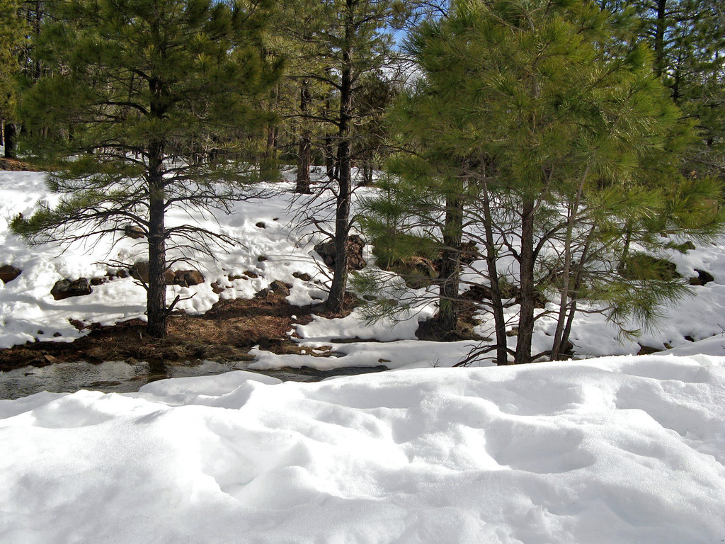Flagstaff, AZ 6K feet elevation connbee Flickr