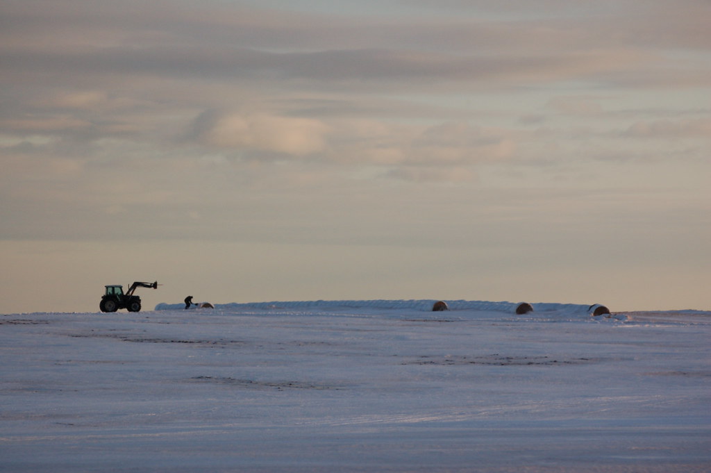 PEI 200903029 Bothwell digging out some hay Shane MacClure